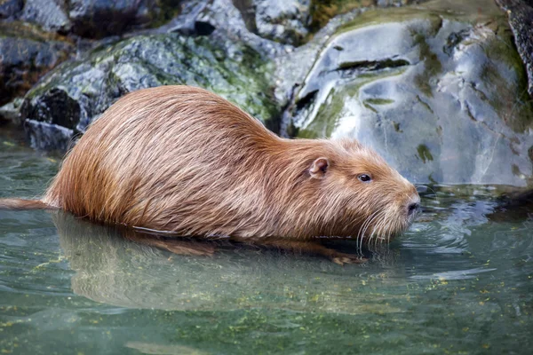 Bever szczur w pobliżu skał w wodzie — Zdjęcie stockowe