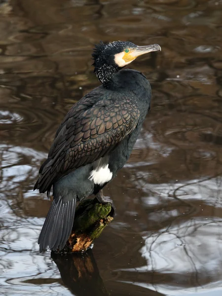 Cormorano su log in acqua — Foto Stock