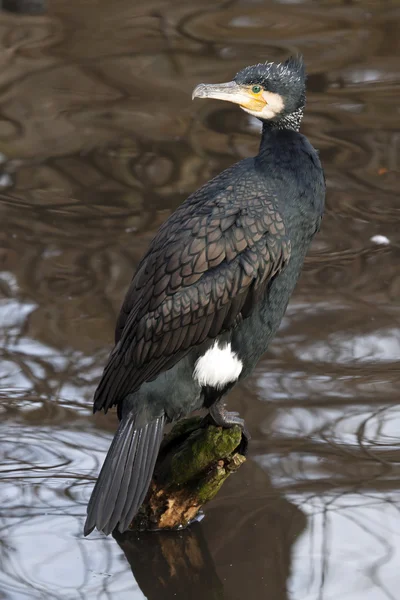 Cormorant on log in water — Stock Photo, Image