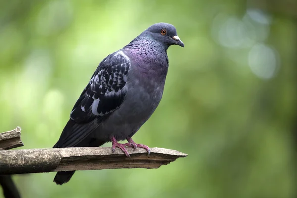 Pigeon sitting on tree branch — Stock Photo, Image