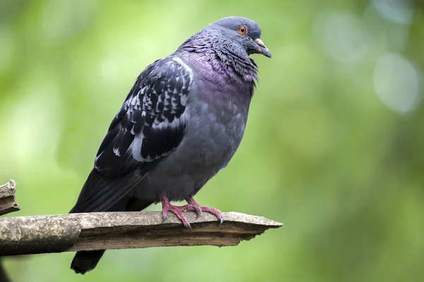 Pombo sentado no galho da árvore — Fotografia de Stock