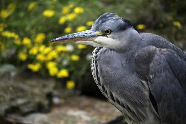 Grey Heron — Stock Photo, Image