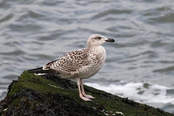 Gull standing on rocks near sea — Stock Photo, Image