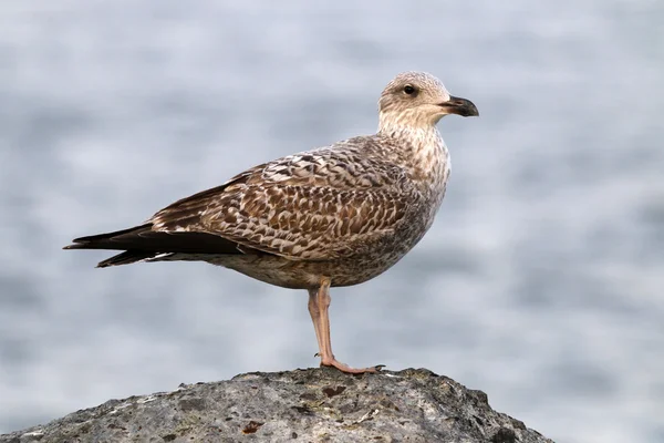 Gaviota de pie sobre rocas cerca del mar —  Fotos de Stock