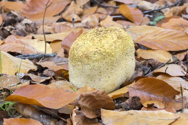 Lycoperdaceae em folhas de outono — Fotografia de Stock