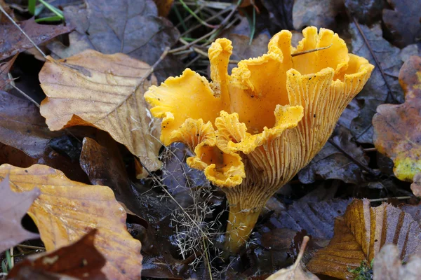 Cantharellus cibarius in forest — Stock Photo, Image