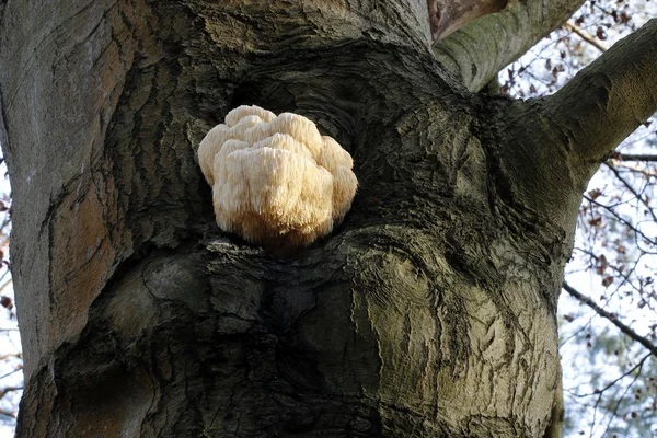 원숭이 머리 버섯 — 스톡 사진