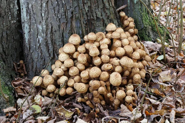 Armillaria på träd i skogen — Stockfoto