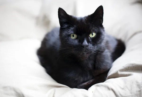 Schwarze Katze liegt auf Kissen — Stockfoto