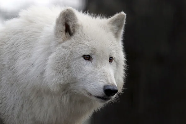 Vit Hudson Bay Wolf Stockbild