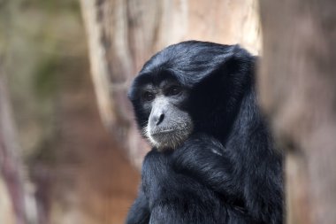Siamang ağaçta oturuyor