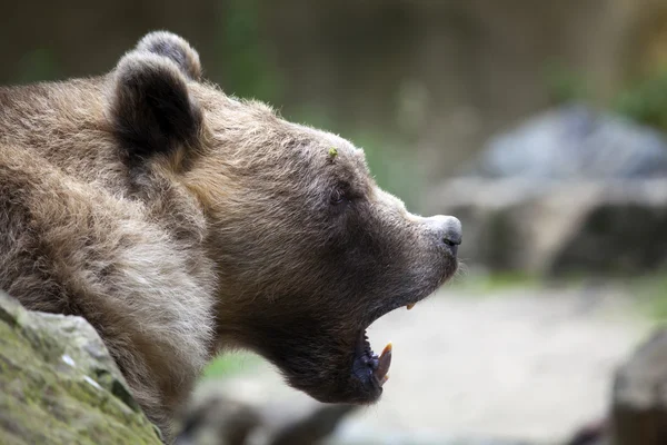 Angry brown bear — Stock Photo, Image