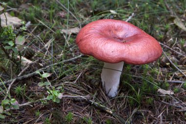 Russula ormanda büyüyor