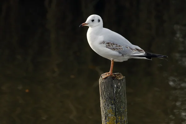 Mås på trä kolumn — Stockfoto