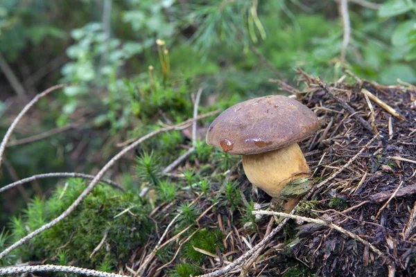 Mushroom is growing in forest — Stock Photo, Image