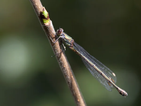 Libelle auf Ast — Stockfoto