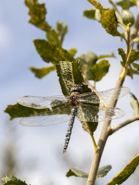 Dragonfly κοντά κλαδί δέντρου — Φωτογραφία Αρχείου
