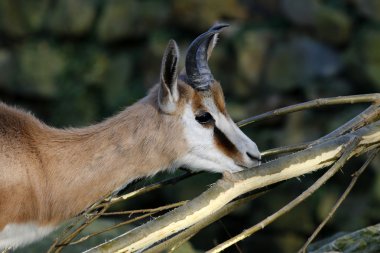 Springbok ağaç dalı yakınındaki
