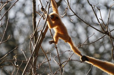 Gibbons ağaç üzerinde