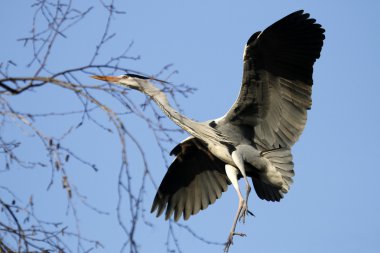 Gökyüzü mavi balıkçıl