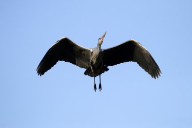 Gökyüzü mavi balıkçıl