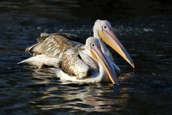 Two Pelicans on water — Stock Photo, Image