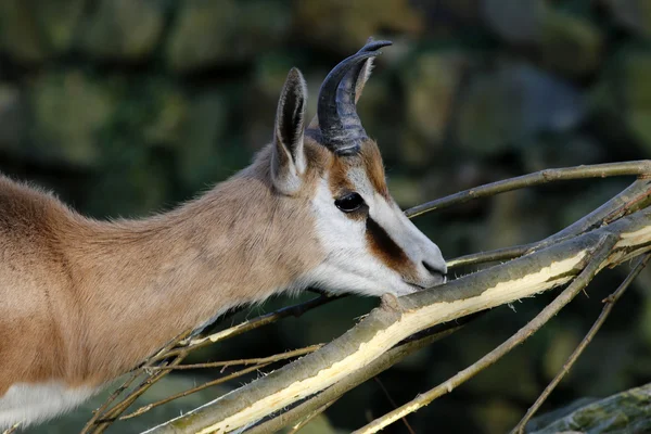 Springbok ağaç dalı yakınındaki — Stok fotoğraf