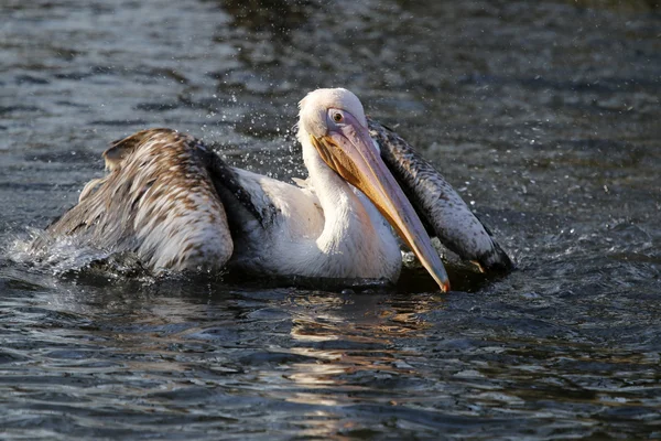 Pelícano blanco en el agua — Foto de Stock