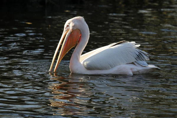 White Pelican on water — Stock Photo, Image