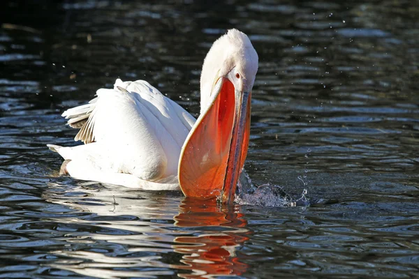 Pelican blanc sur l'eau — Photo