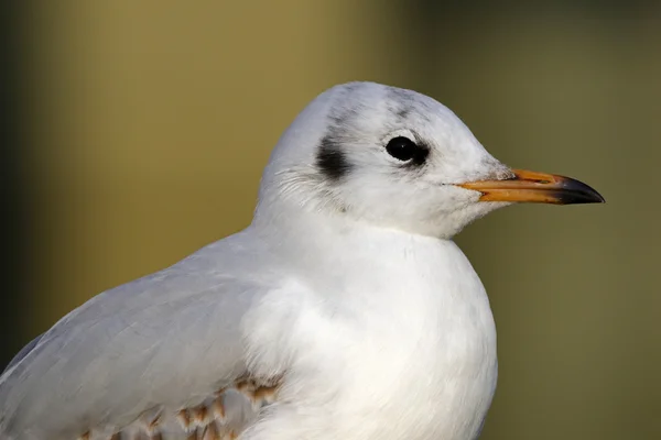 Weiße Möwe Seitenansicht — Stockfoto