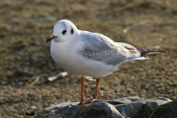 Vit mås på sten — Stockfoto