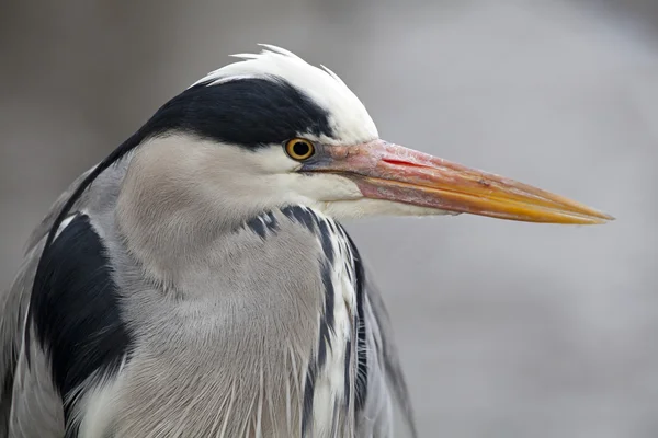 Portret Blue heron — Zdjęcie stockowe