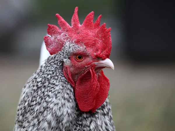 Rooster on blurred background — Stock Photo, Image