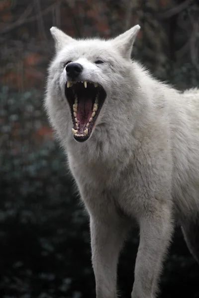 White hudson bay wolf — Stock Photo, Image