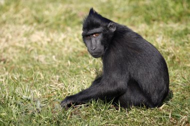 Macaca nigra çimenlerin üzerinde