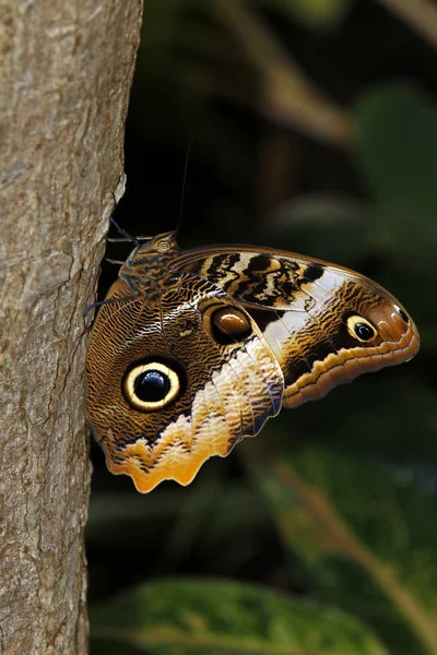 Eule Schmetterling auf dem Baum — Stockfoto