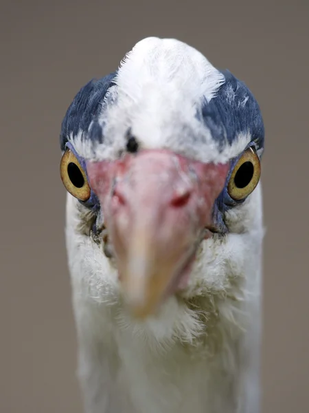 Beautiful blue heron — Stock Photo, Image