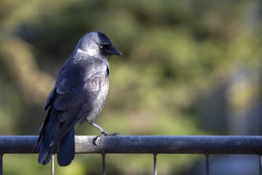 Çite küçük karga