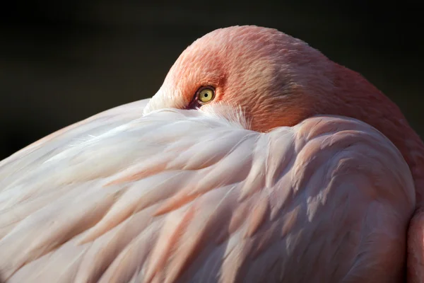 Красивый розовый фламинго — стоковое фото