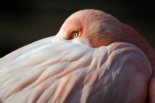 Vacker rosa flamingo — Stockfoto