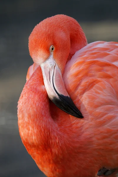 Vacker rosa flamingo — Stockfoto