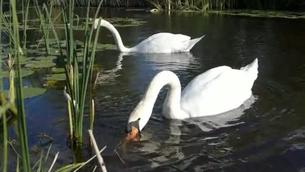 Beaux cygnes sur l'eau 
