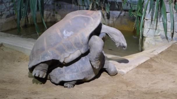 Paring reuze schildpadden — Stockvideo