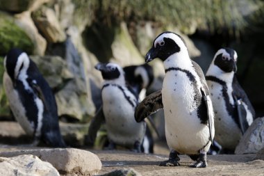 Sevimli Pinguins açık havada