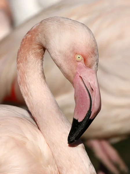 Zblízka krásné Flamingo — Stock fotografie