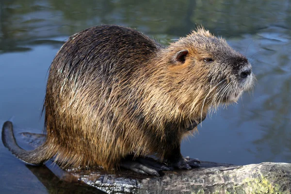 Bever rat in de buurt van het water — Stockfoto