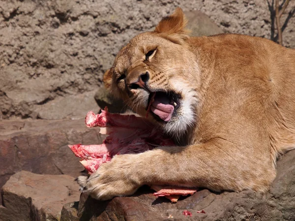 Lioness eating meat — Stock Photo, Image