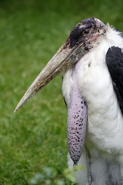 Nahaufnahme von Marabou im Freien — Stockfoto