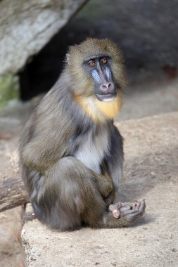 Taş üzerine oturan Mandrill'di